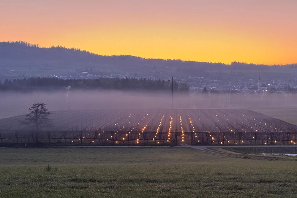 Das schöne Aprilwetter führte zu morgendlichem Bodenfrost. In Hallwil AG wurden am 11. April Frostkerzen angezündet, um die Kirschblüten vor dem Erfrieren zu bewahren. (Foto: Andreas Walker)